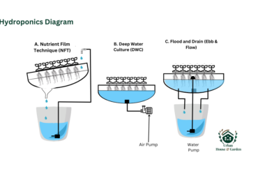 Aquaponics Vs Hydroponics Which Is Which Urban House Garden