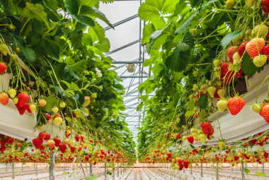 Hydroponic greenhouse