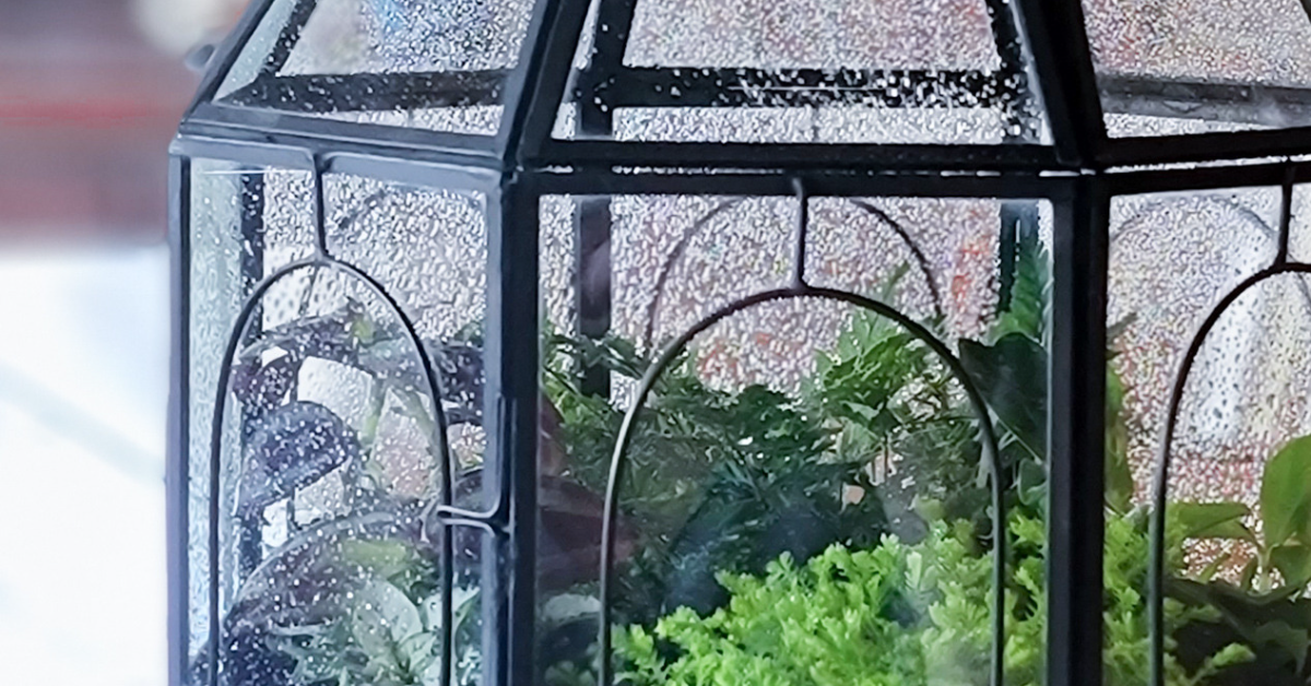 Hydroponic Planter : Soil-less & No mess- Urban House Garden
