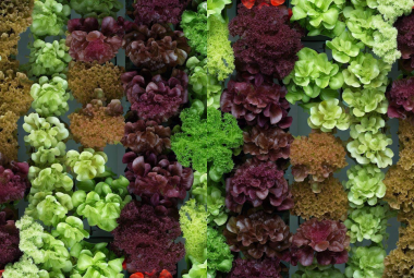 Vertical Hydroponic Garden