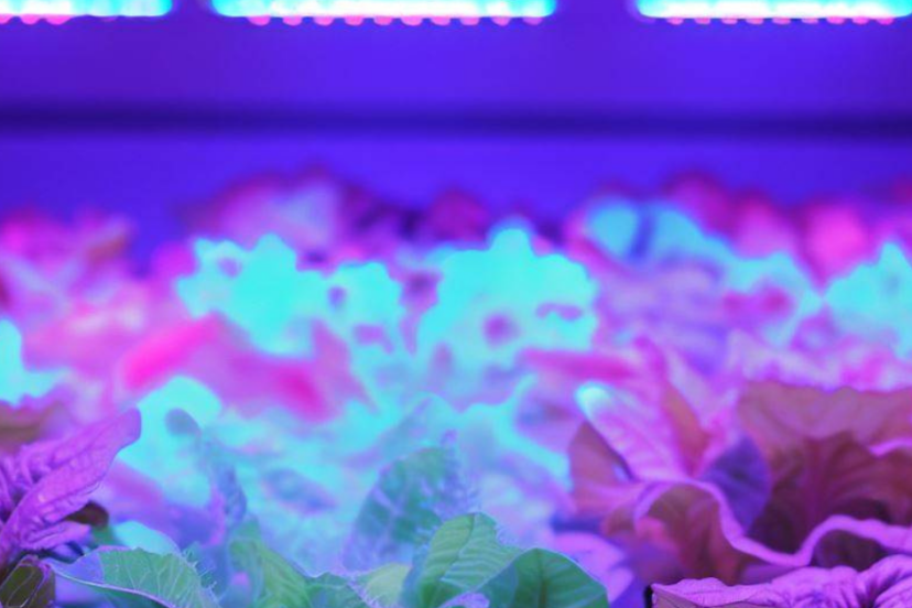 Hydroponic Grow Lights: Lettuce growing