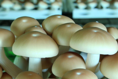 Hydroponic Mushrooms: Growing indoors