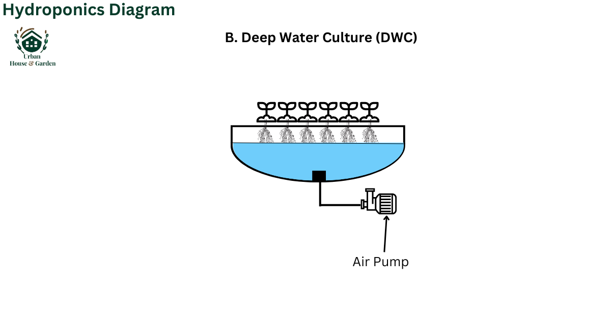 Hydroponics Diagram_ B. Deep Water Culture (DWC)