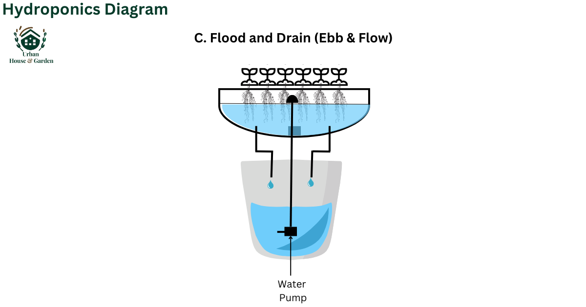 Hydroponics Diagram_ C. Flood and Drain (Ebb & Flow)