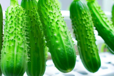 hydroponic cucumbers