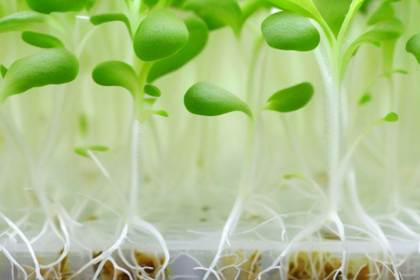 Hydroponic Seedling