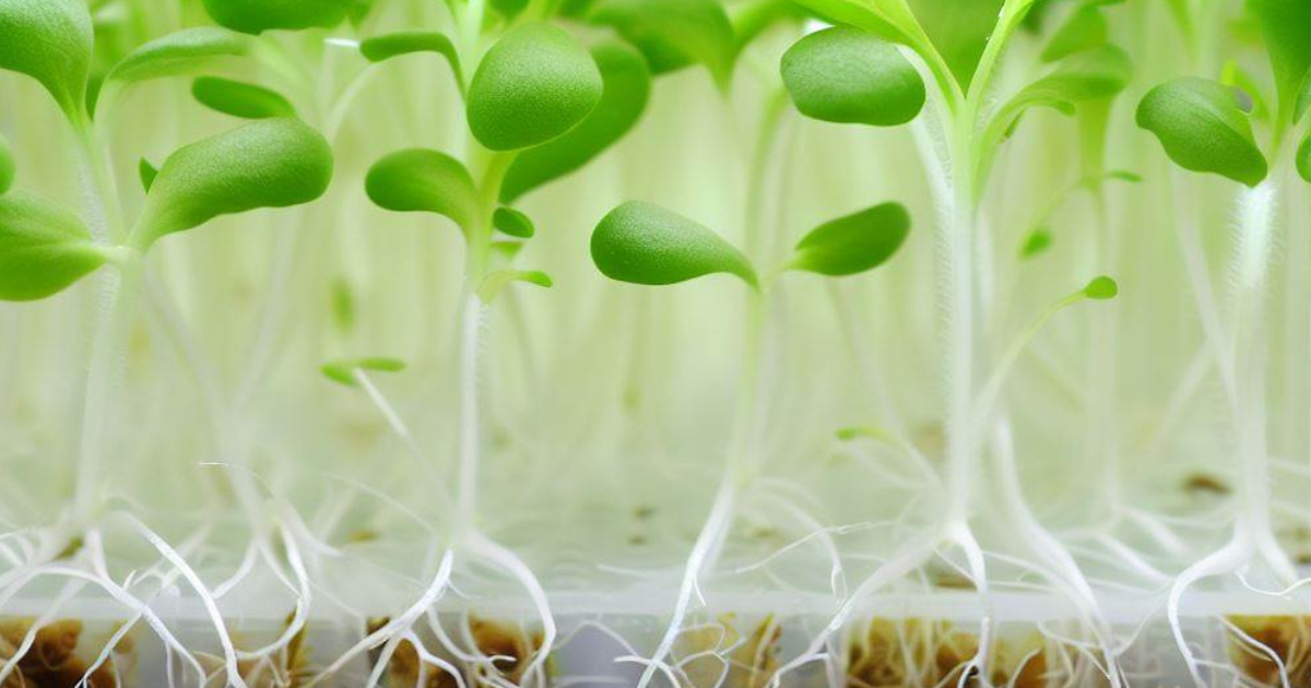 Hydroponic Seedling Grow your own! Urban House Garden