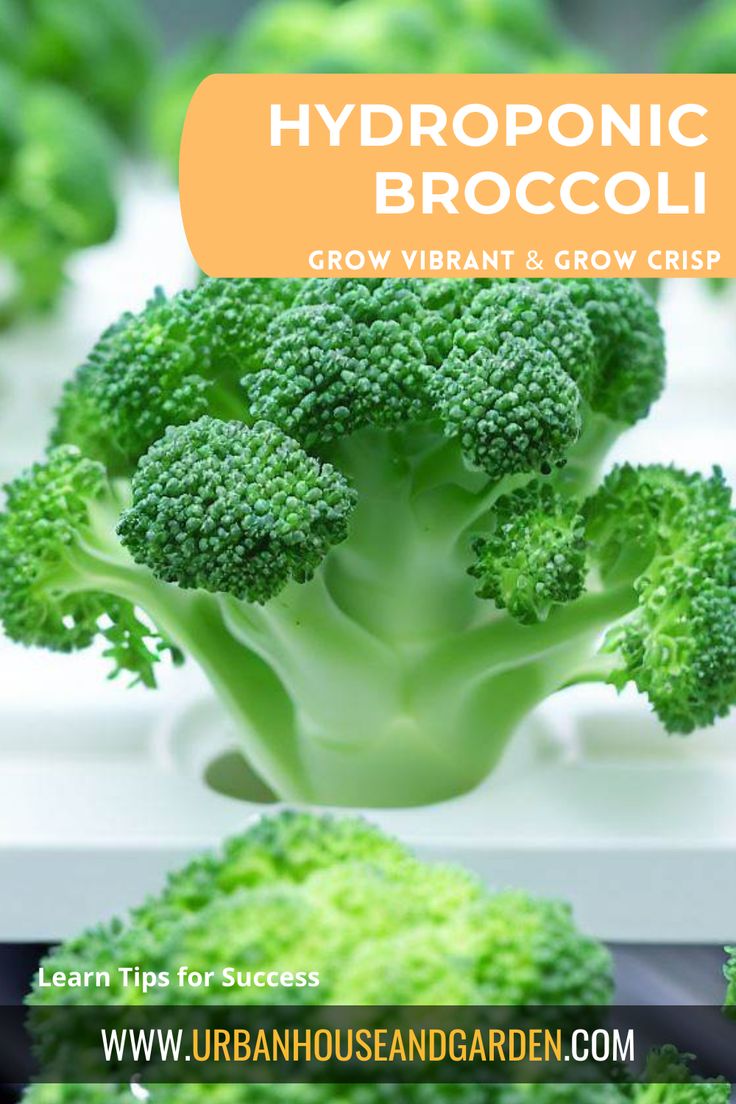 Grow Vibrant Hydroponic Broccoli_ Tips for Success