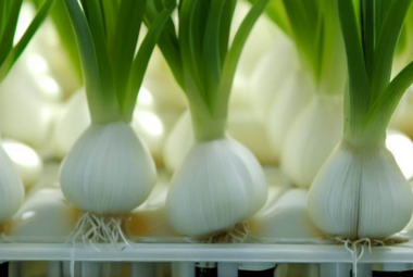 Hydroponic Garlic