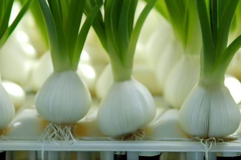 Hydroponic Garlic