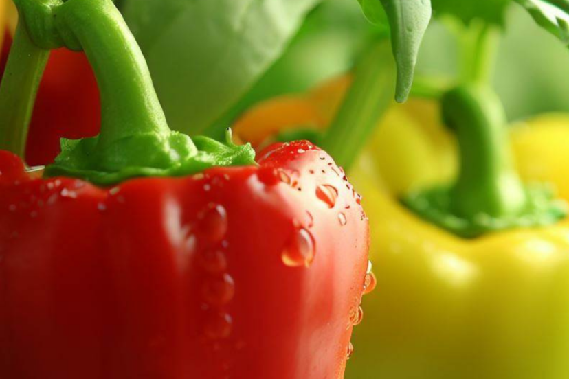 Hydroponic Peppers