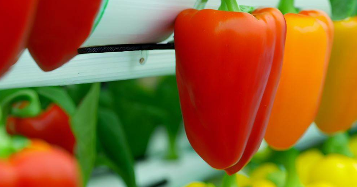 Hydroponic Peppers