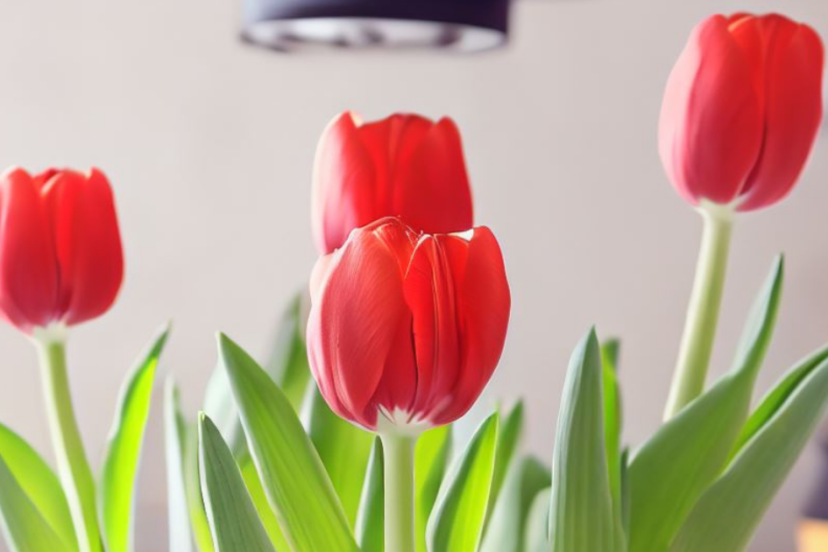Hydroponic Tulips