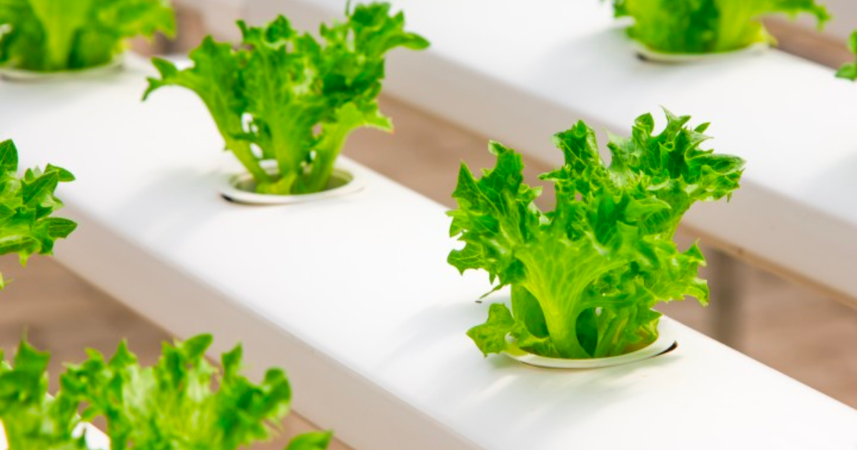 Types of Hydroponic Systems