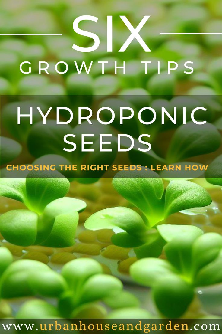 Hydroponic Seeds