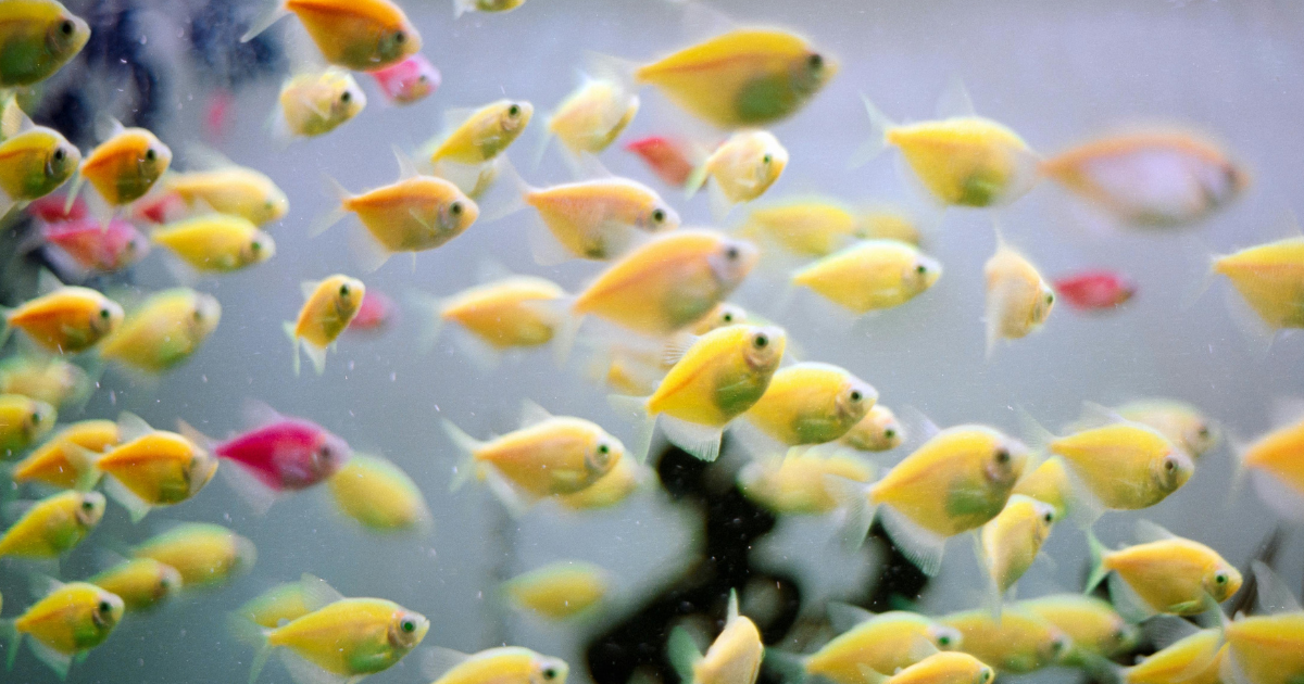 Hydroponic Fish Tank