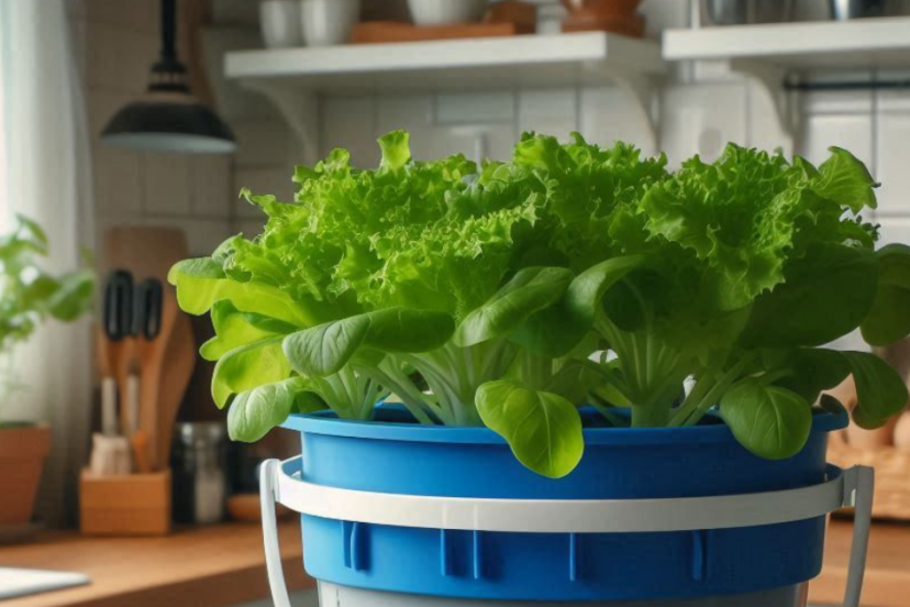 Dutch Bucket Hydroponics