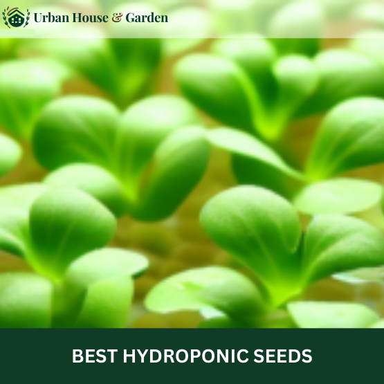 Best Hydroponic Seeds