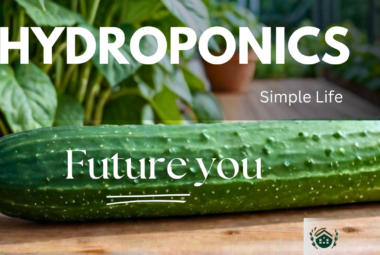 DIY Hydroponic Vegetables